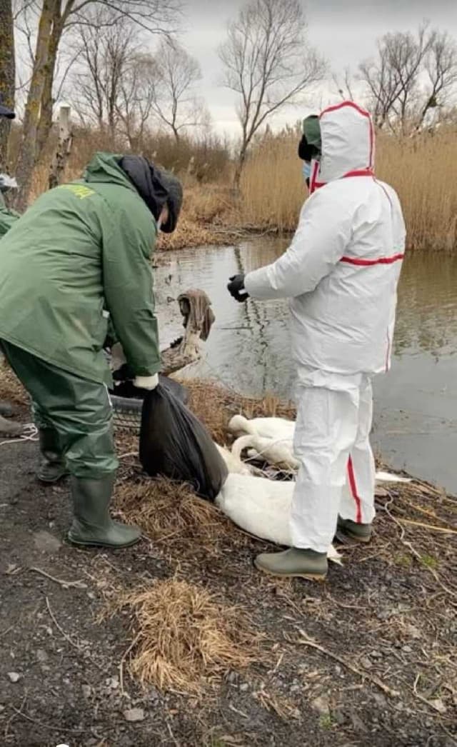 Зображення 13