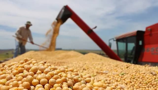 Комбайн висипає зібране зерно на кузов транспортного засобу, тоді як працівник допомагає розподіляти масу сої поруч.
