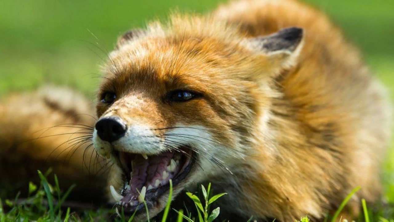 На території мисливських угідь нашої громади відстрілюватимуть диких тварин