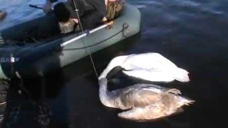 На розливах в районі шахти «Бендюзька» було виявлено мертвих птахів