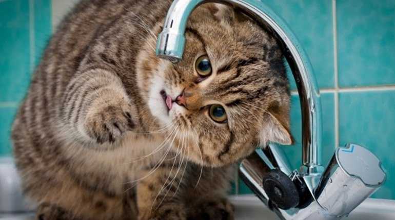 Завтра на окремих вулицях у Шептицькому не буде води!