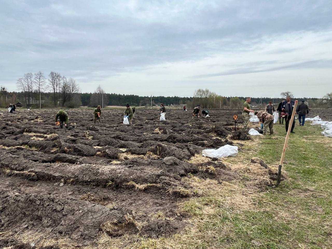 На хуторі Параньки триває висадка плантації павловнії