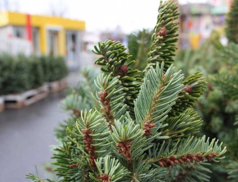 Затверджено місця для продажу новорічних ялинок у Шептицькій громаді