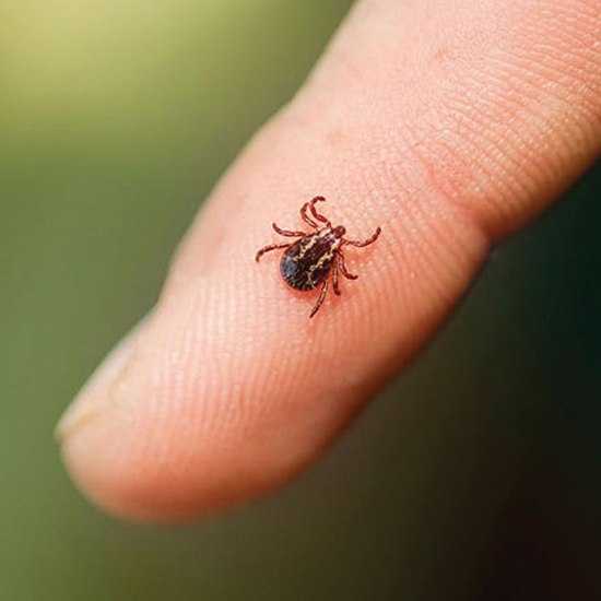 Медики повідомляють про зростання випадків хвороби Лайма у громаді