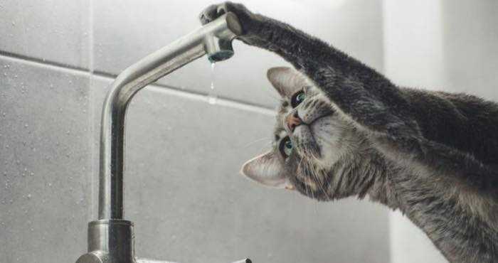 Де 23 березня у Шептицькому не буде води?